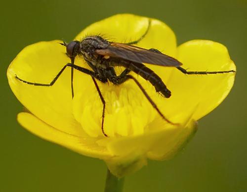 Empis sp.