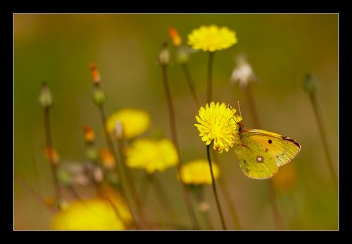 Colias croceus