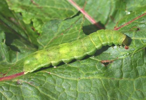 Phlogophora meticulosa