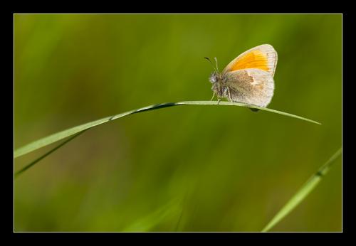Réf. 8 228 : Coenonympha pamphilus