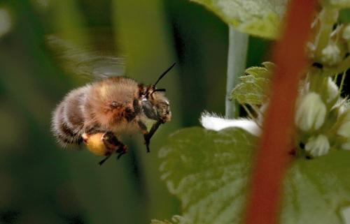 Anthophora plumipes