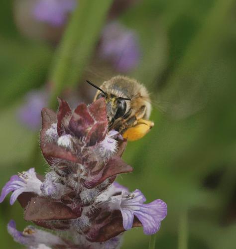 Réf. 8 145 : Anthophora plumipes