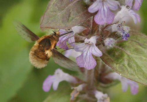 Réf. 8 147 : Bombylius medius