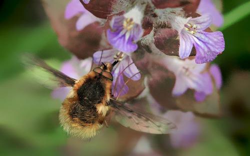 Bombylius medius