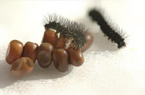 Saturnia pavonia
