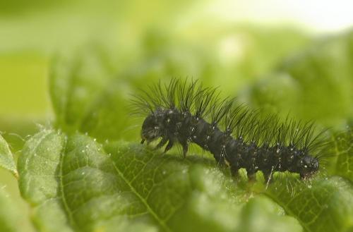 Saturnia pavoniella