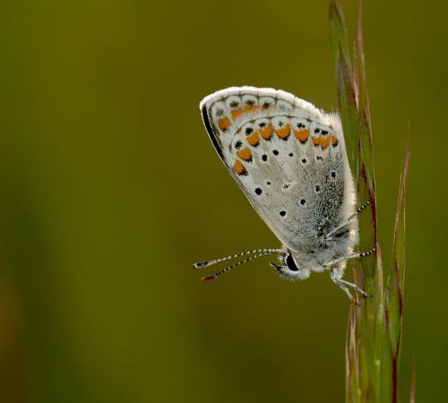 Réf. 8 253 : Aricia agestis