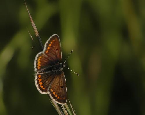 Aricia agestis