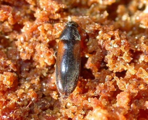 Dolotarsus lividus