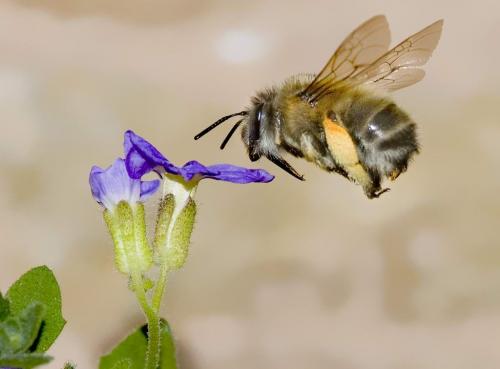 Réf. 8 099 : Anthophora plumipes