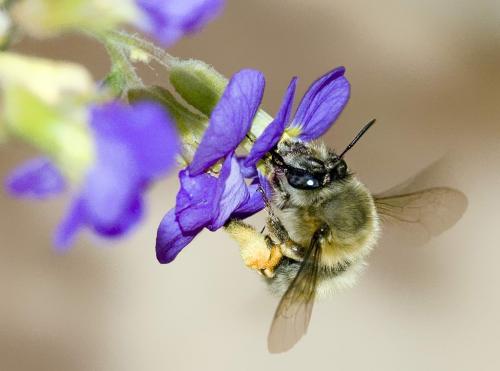 Anthophora plumipes