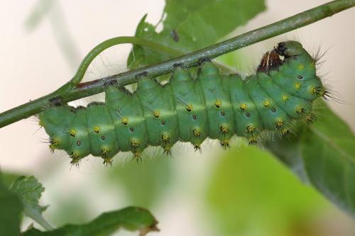 Saturnia pavoniella