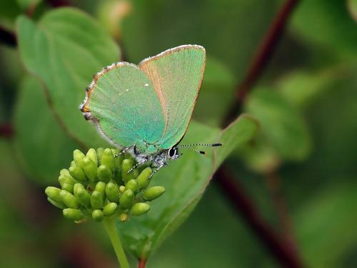 photo de papillon