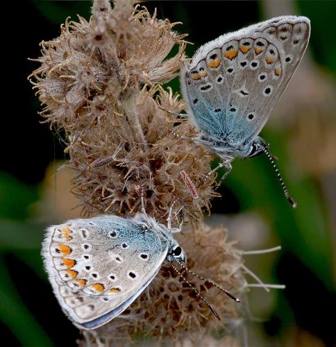 Polyommatus icarus