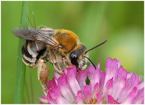 Réf. 8 150 : Eucera sp.