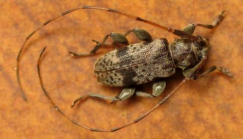 Réf. 8 820 : Leiopus femoratus