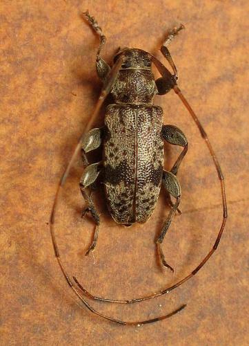 Réf. 8 821 : Leiopus femoratus