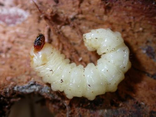 Réf. 8 521 : Acanthocinus aedilis