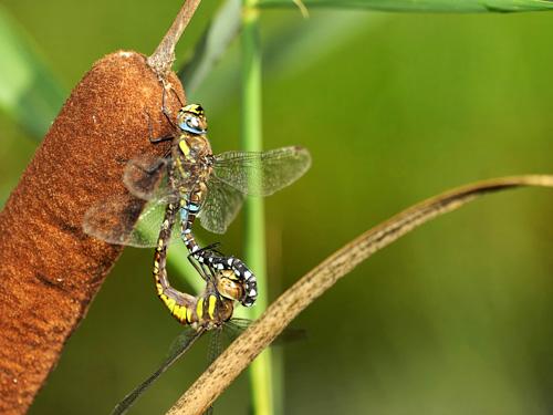 Aeshna mixta