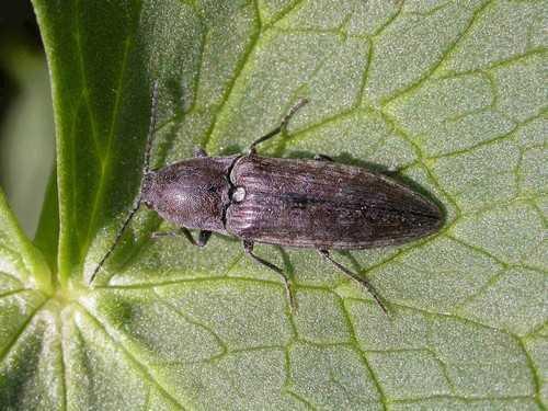 Actenicerus sjaelandicus