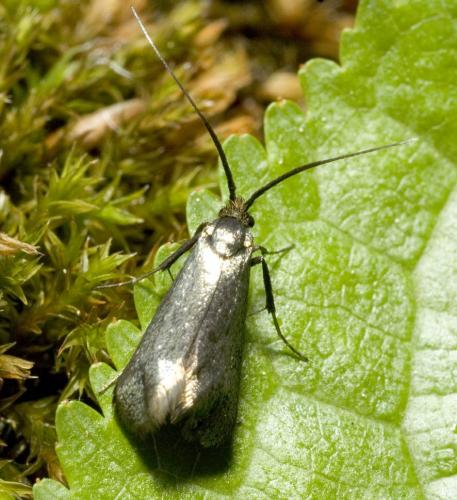 Réf. 8 748 : Adela reaumurella