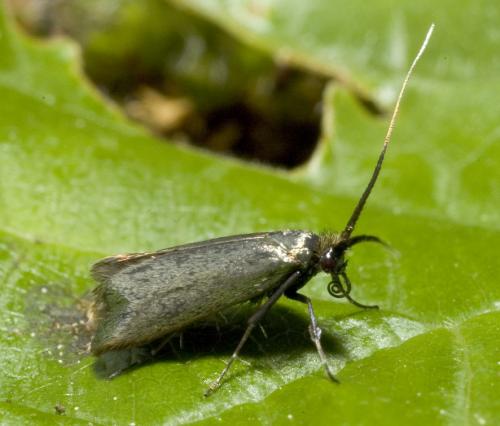 Réf. 8 749 : Adela reaumurella