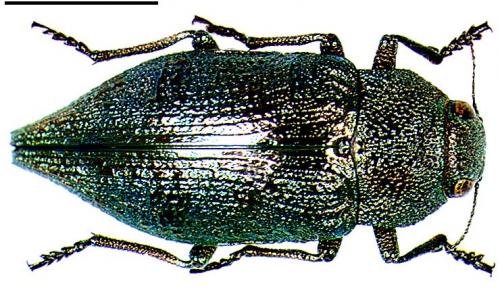 Réf. 8 440 : Dicerca aenea