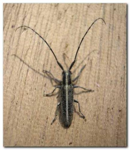 Agapanthia cardui