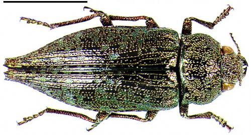 Réf. 8 439 : Dicerca alni