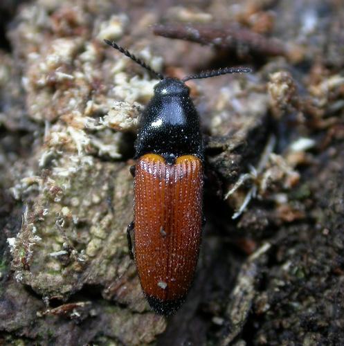 Ampedus elongatulus