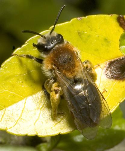Réf. 8 152 : Andrena sp.