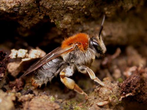 Andrena haemorrhoa