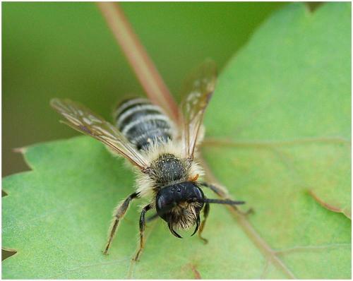 Réf. 8 483 : Andrena sp.