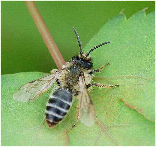 Réf. 8 484 : Andrena sp.