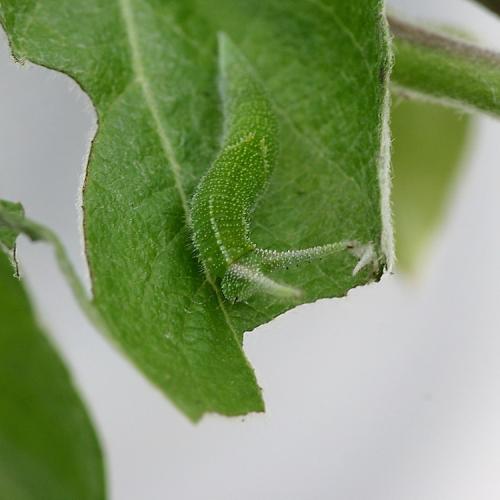 Apatura iris