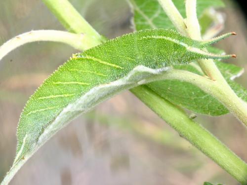 Apatura iris