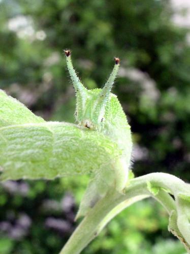 Apatura iris
