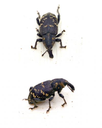 Réf. 8 715 : Hylobius sp.
