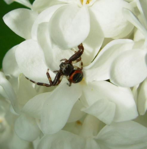 Synema globosum