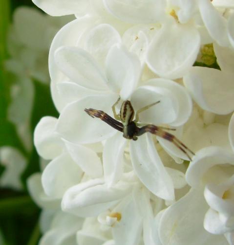 Misumena vatia