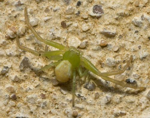 Ebrechtella tricuspidata