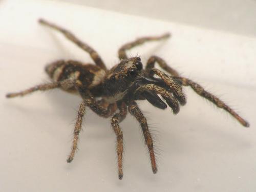 Salticus scenicus