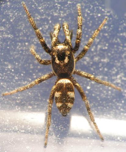 Réf. 8 944 : Salticus scenicus