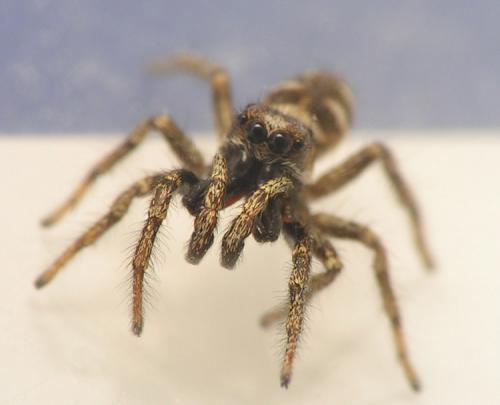 Salticus scenicus
