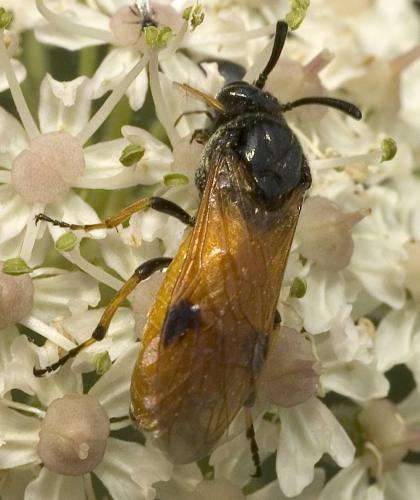 Arge cyanocrocea