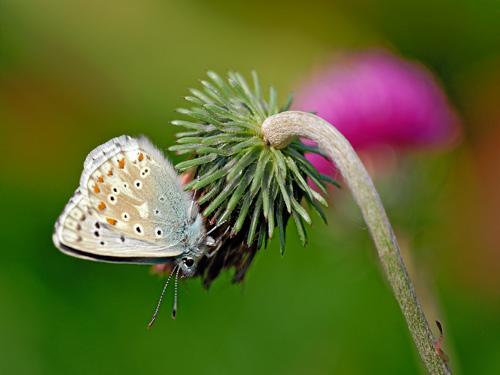 Polyommatus dorylas
