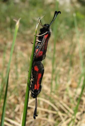 Réf. 8 674 : Zygaena sarpedon