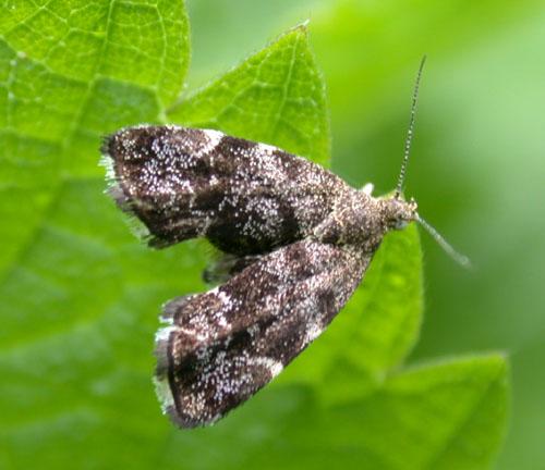 Anthophila fabriciana