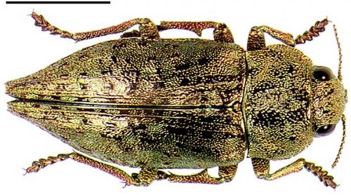 Dicerca berolinensis