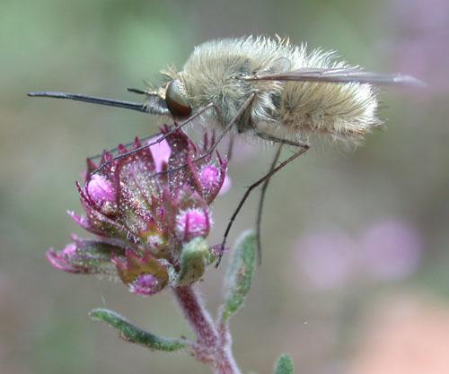 Réf. 8 365 : Bombylius sp.